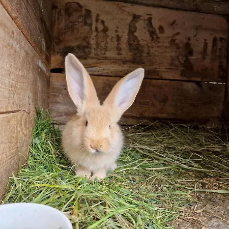 W Lubianie Hébergement de vacances Lubiana