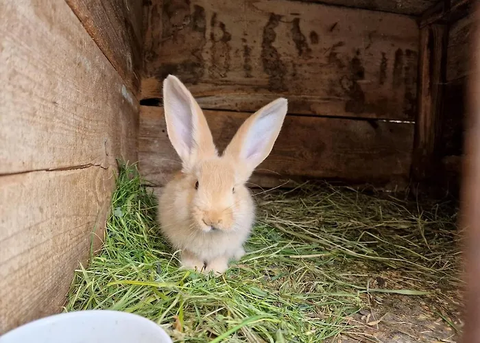 W Lubianie Дом отдыха Lubiana